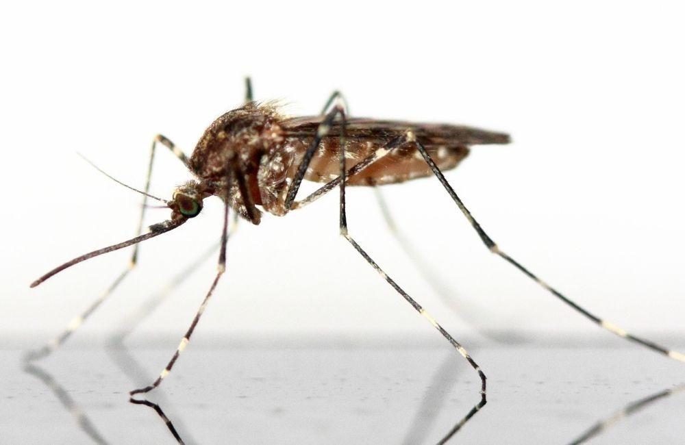 房間一直有蚊子怎麼辦？氣味與人體反應常被低估