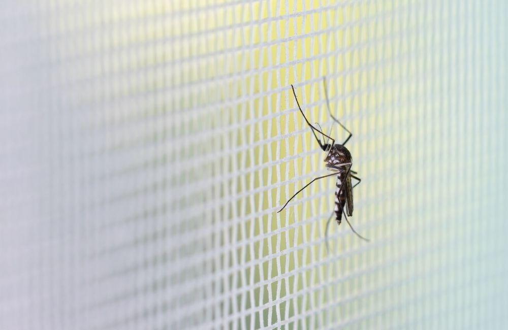 房間一直有蚊子怎麼辦？從短期應急到長期穩定的處理策略