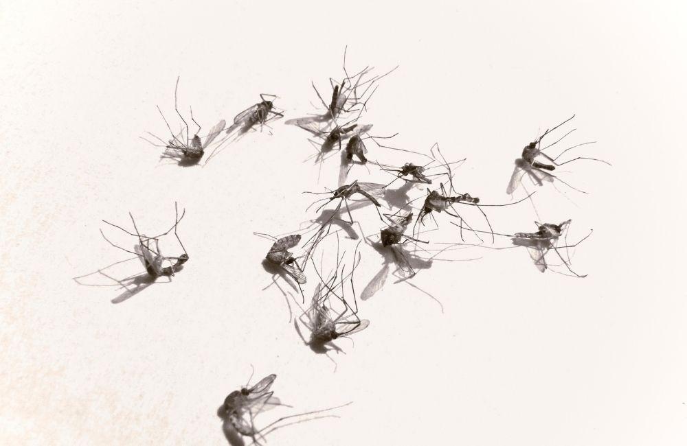 房間一直有蚊子怎麼辦？防蚊不是「有做」就好