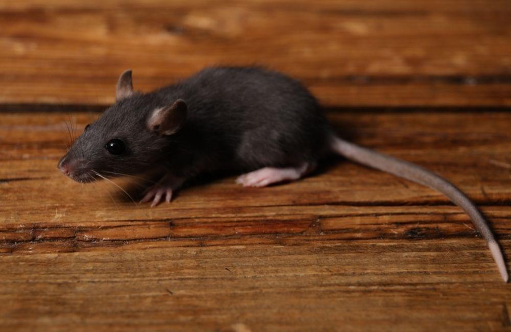 冬天老鼠用藥關鍵:不是越毒越好,而是選對藥