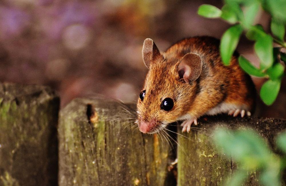 冬天老鼠特別多？家中常見入侵熱點與防堵方法全公開