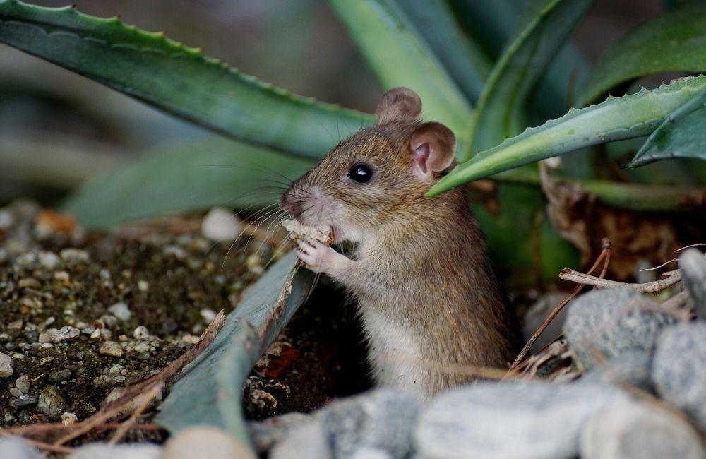 冬天老鼠為了保暖,活動範圍全面往室內集中