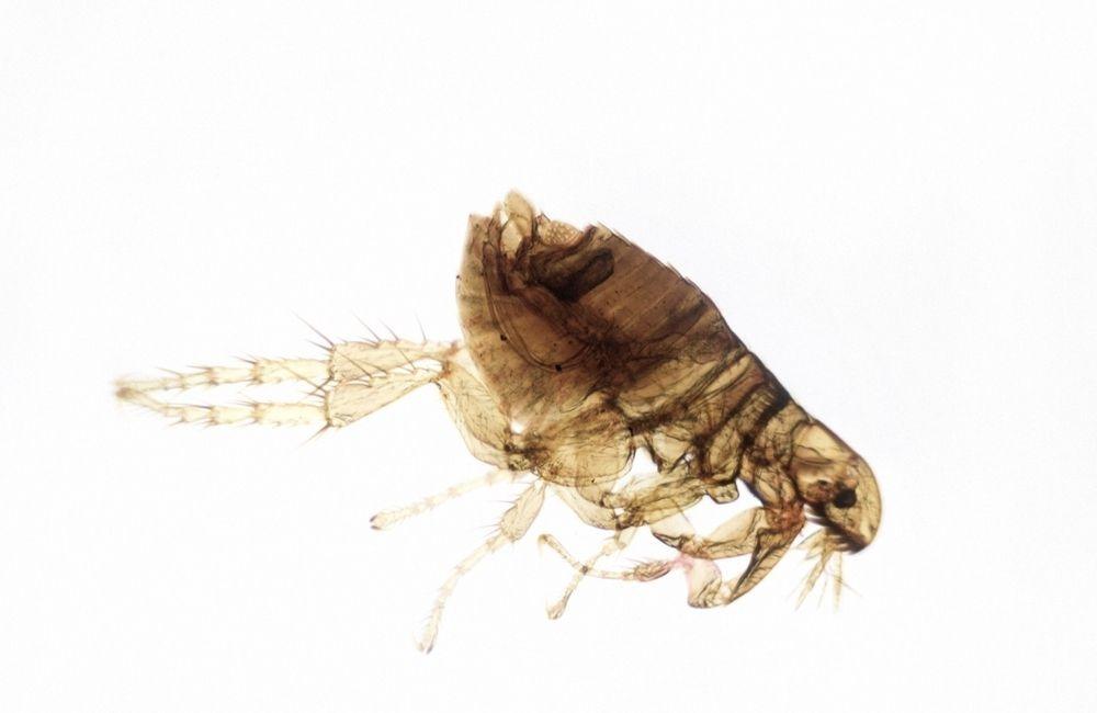 跳蚤藥多久有效?先搞懂跳蚤的生命週期