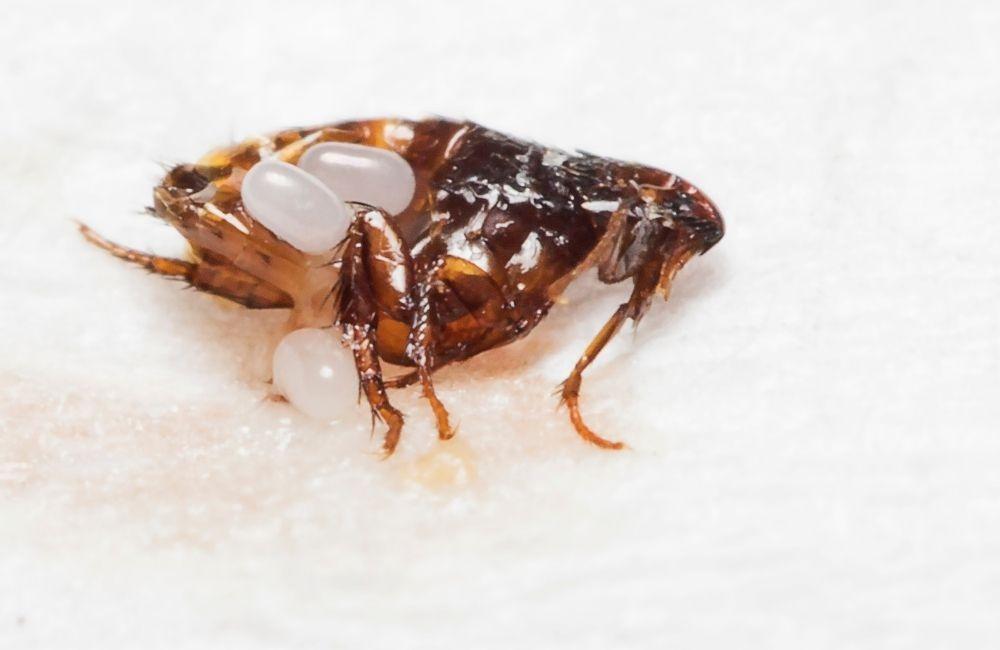 影響跳蚤藥效果時間的 4 個關鍵因素