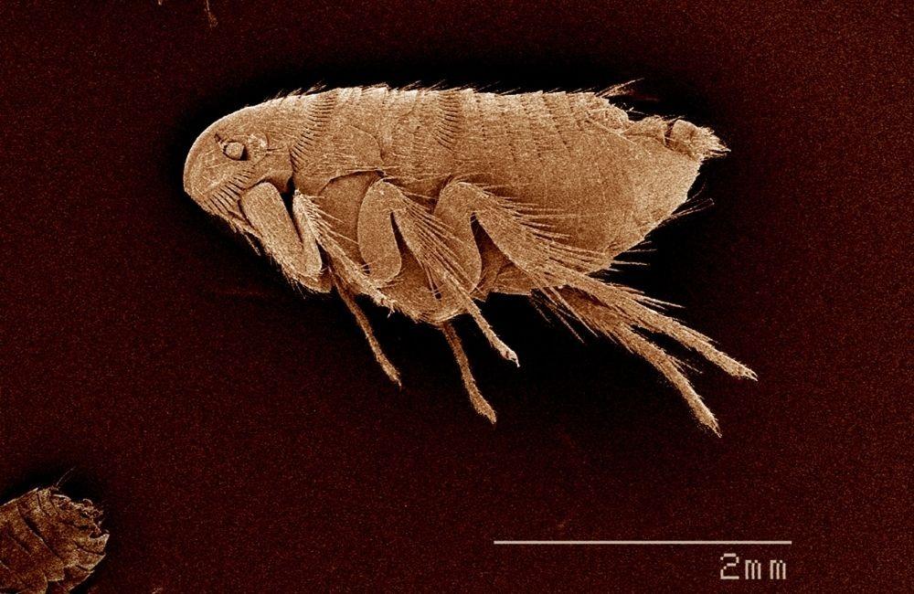 不同類型跳蚤藥多久見效?效果比較一次看