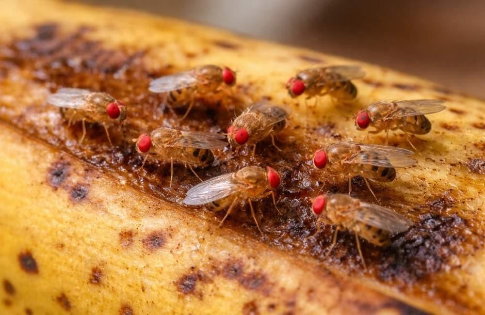 居家常見果蠅消滅方式整理:哪些適合短期、哪些適合長期