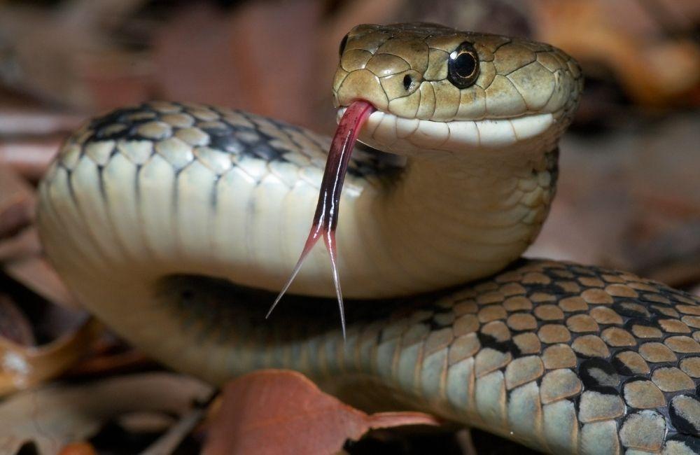 日常可執行的防蛇方法整理,降低蛇類靠近機會