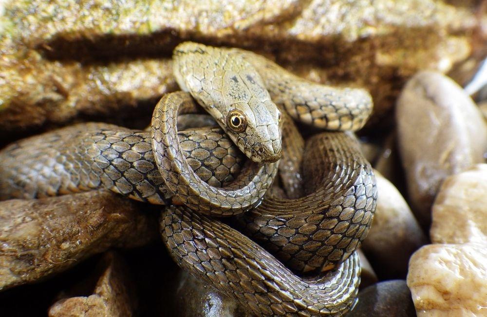 不同空間適合的防蛇方法建議,依使用情境調整