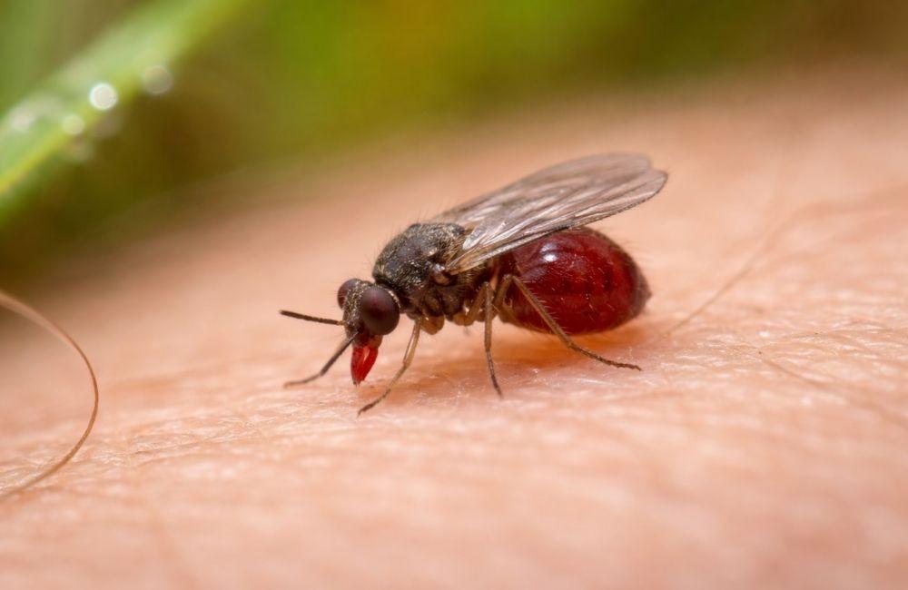 小黑蚊剋星真的有效嗎？3 種防治策略效果一次比較