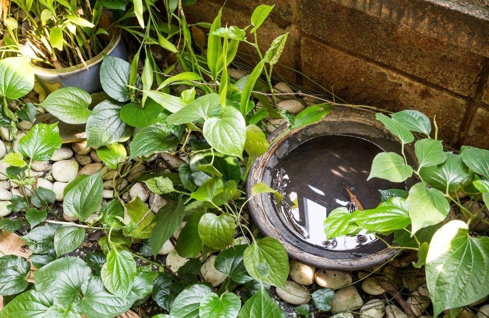 第二種小黑蚊剋星：環境改善型策略