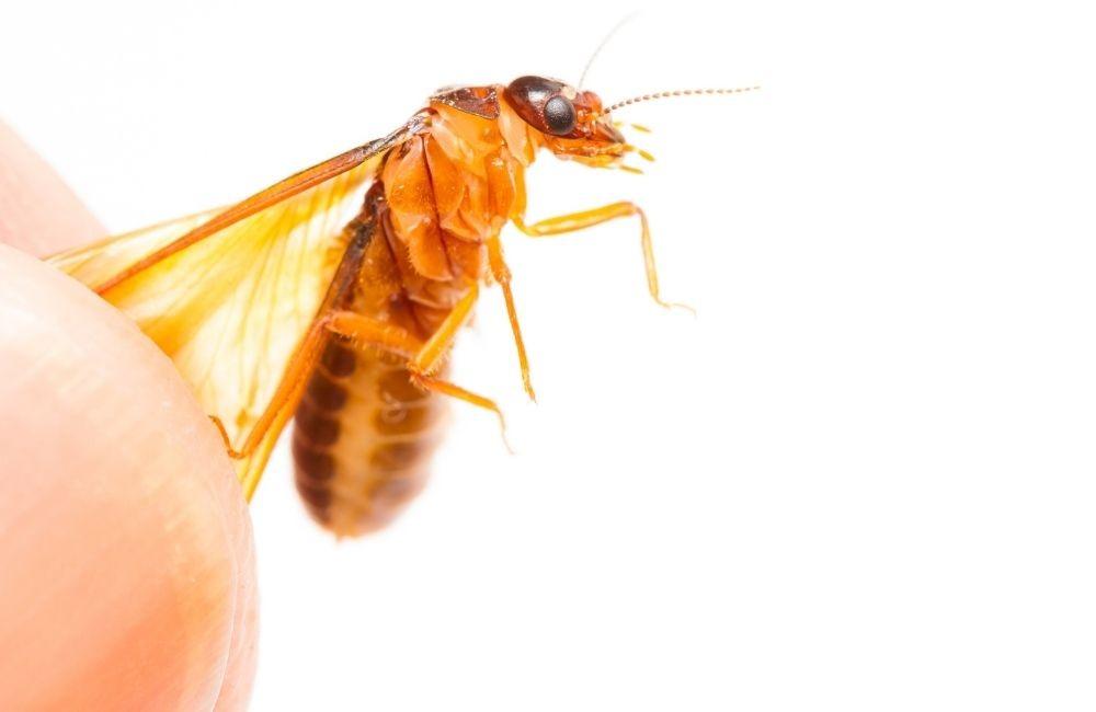 大水螞蟻出現的原因與常見入侵途徑