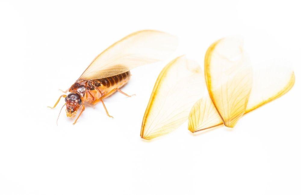 大水螞蟻出沒時間與季節高峰期