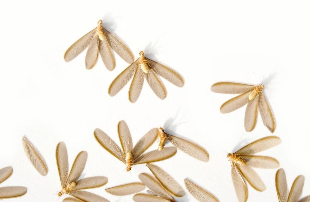 大水螞蟻出沒時間是什麼時候？掌握季節高峰期，提前做好白蟻防治