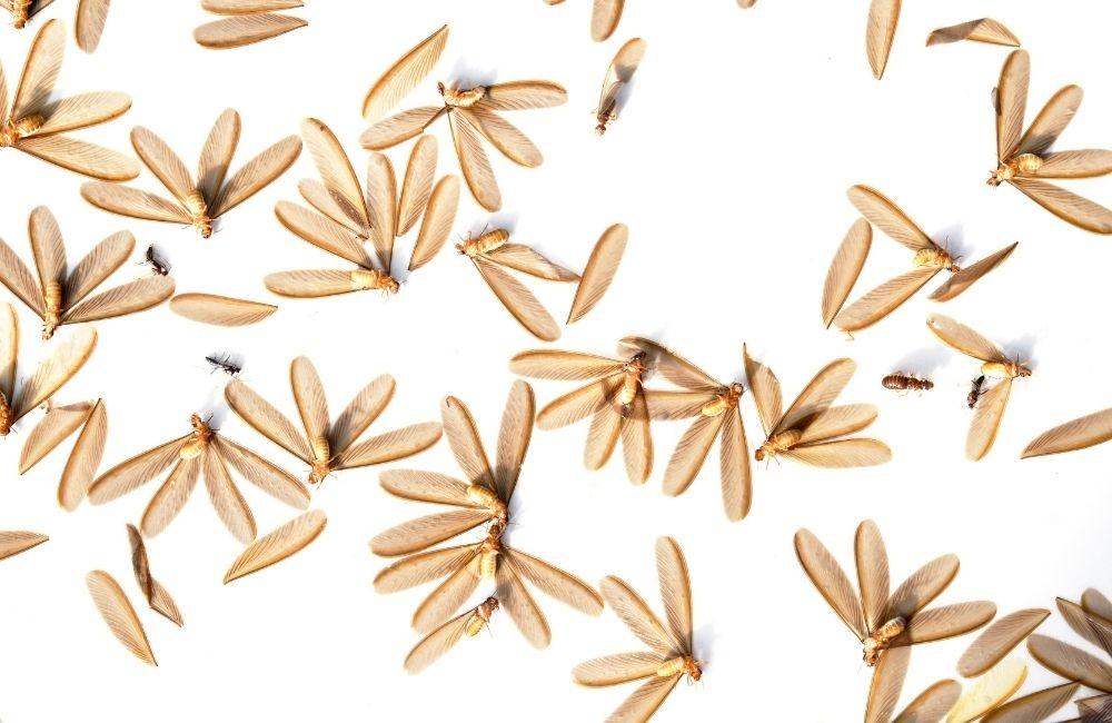 大水螞蟻是什麼？為什麼會突然大量出現