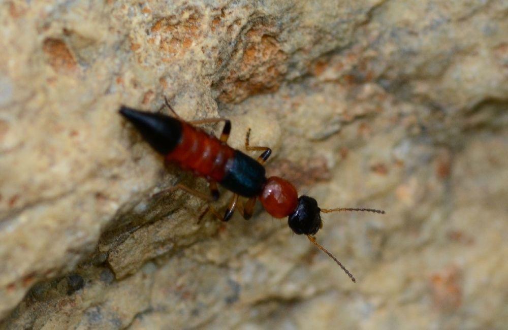 隱翅蟲殺蟲劑有用嗎？隱翅蟲防治方法與安全處理完整指南