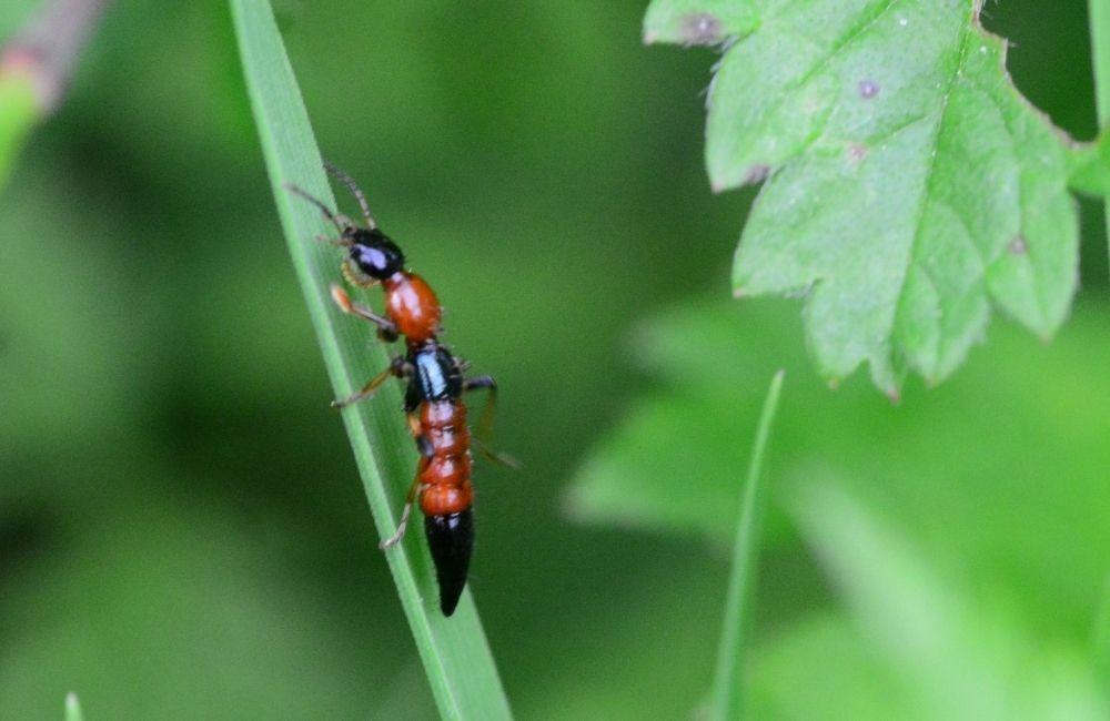 遇到隱翅蟲怎麼處理？安全處理方式解析