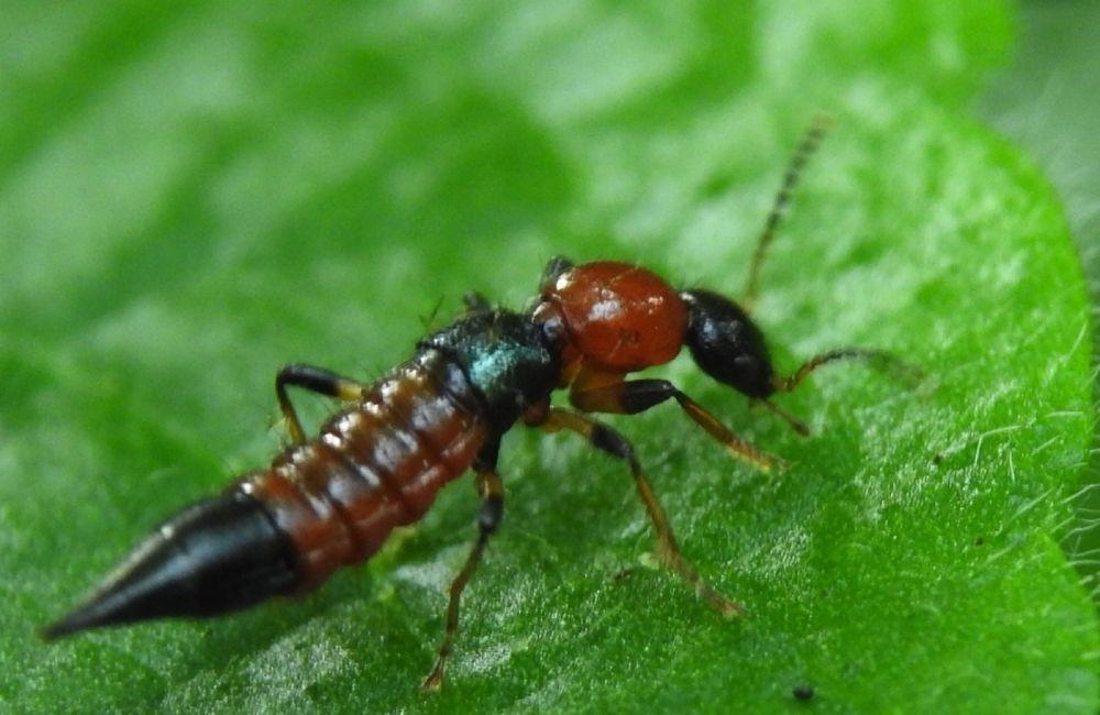 隱翅蟲防治方法有哪些？常見方式一次整理