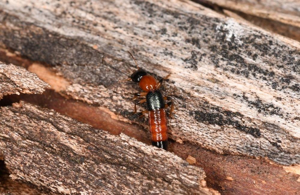 隱翅蟲殺蟲劑有用嗎？使用前先了解效果