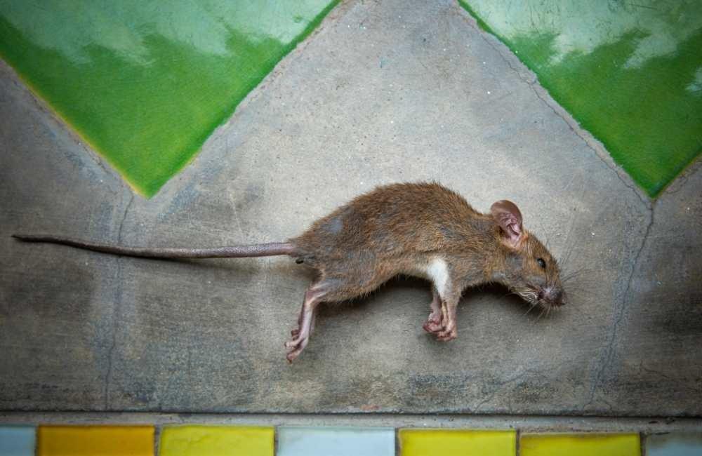 死老鼠味道多久消失?從味道強度判斷腐敗階段