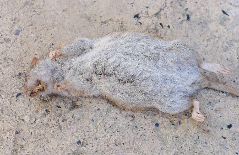 聞到死老鼠味道?先判斷是不是死鼠腐臭