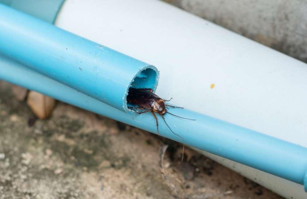 食品工廠蟑螂成災？5 個步驟建立嚴密的「病媒防治」防護網