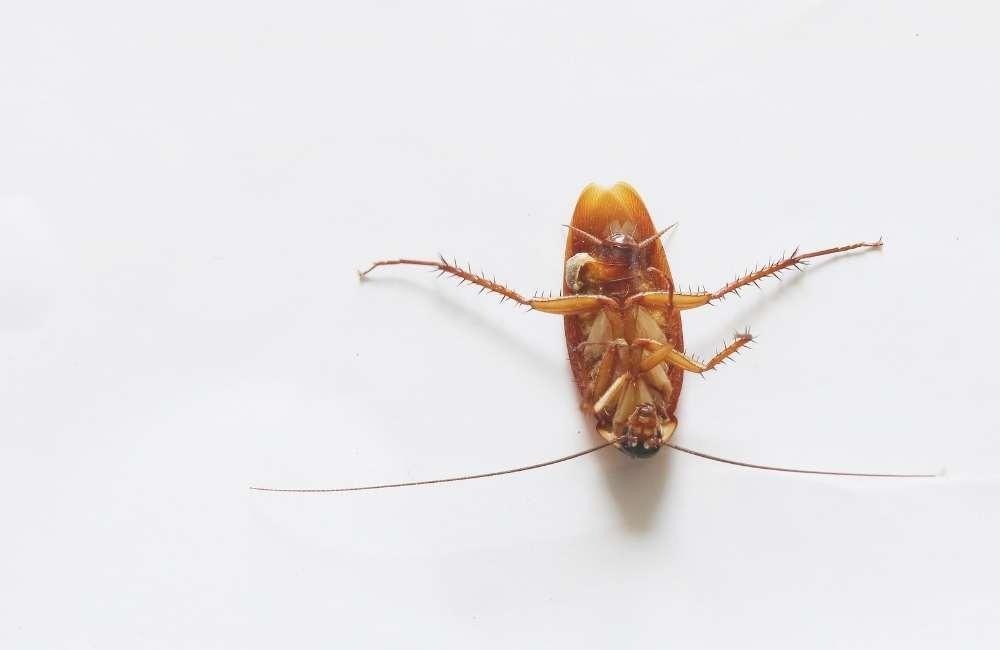 封鎖蟑螂入侵路徑：建立食品工廠的物理防護網