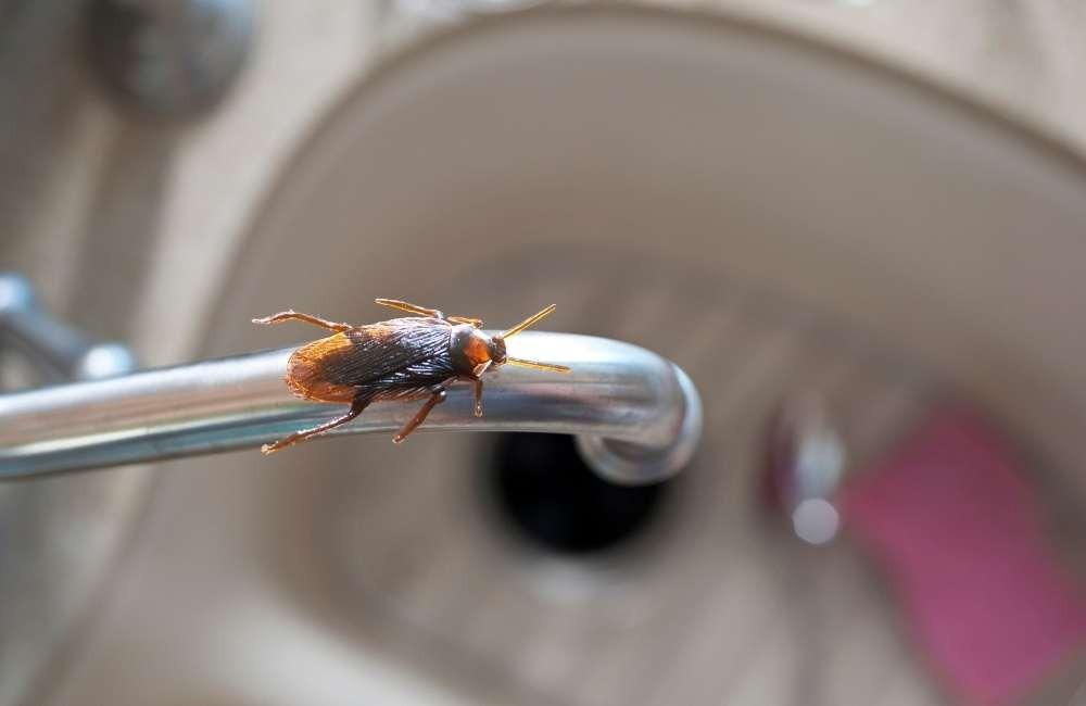 斷絕蟑螂生存資源：落實高標準的環境衛生管理