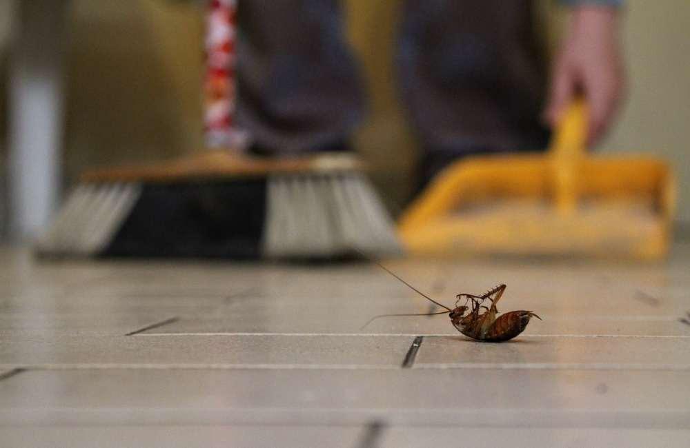 科學監測蟑螂族群：運用誘捕數據預判暴發風險