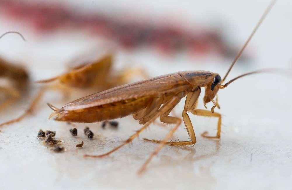 精準打擊蟑螂策略：採用安全合規的化學防治手段