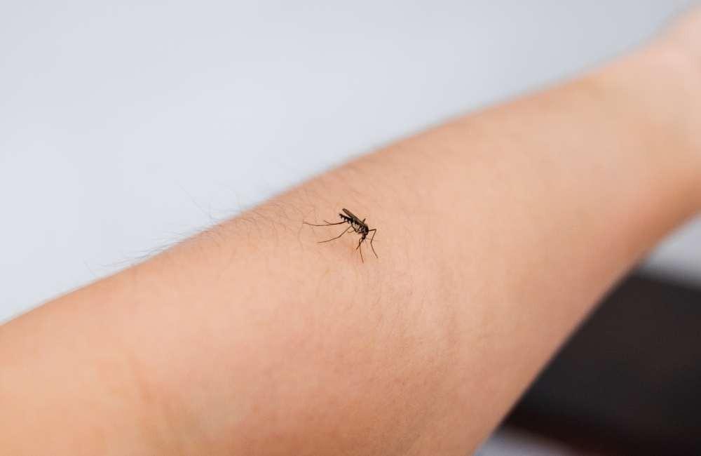 為什麼室內防蚊這麼難?蚊子入侵毛孩空間的 3 大管道