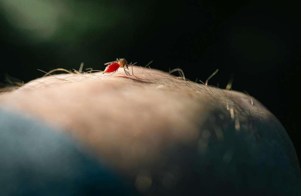 建立「寵物家庭」長效防蚊習慣:每日檢查清單