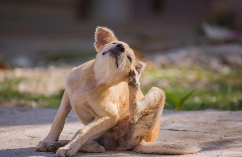 家有毛小孩必讀！選擇「寵物友善」室內防蚊產品的 3 個注意事項 