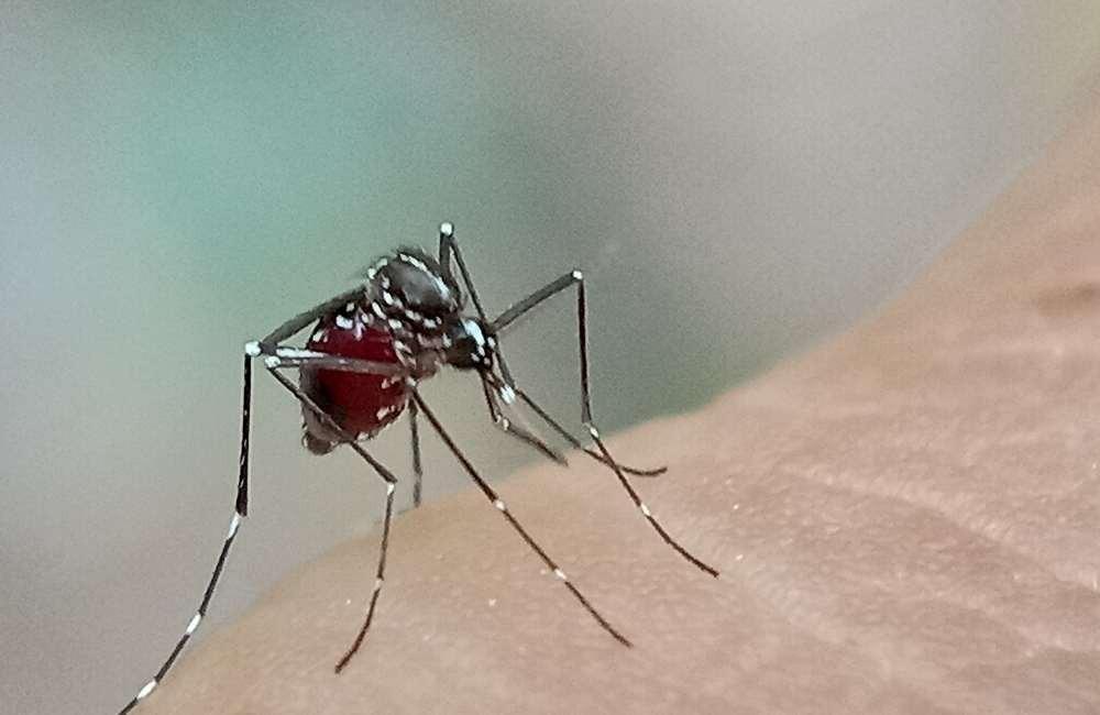 家有毛小孩必讀!選擇「寵物友善」室內防蚊產品的 3 個注意事項