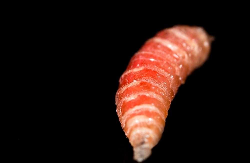 蛆從哪來？你看到的不是蛆，而是環境正在腐敗