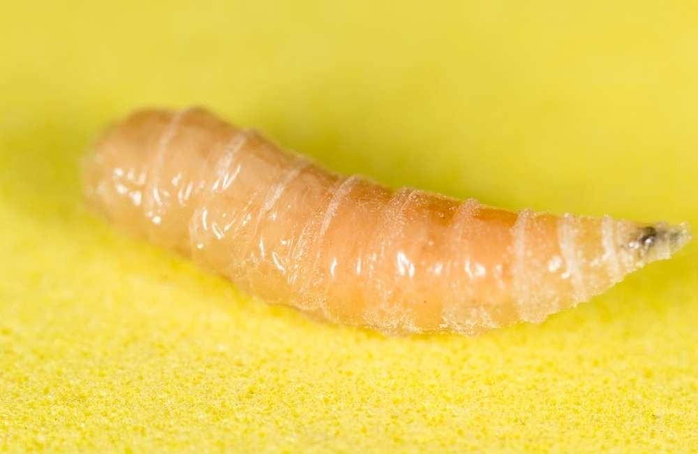 蛆從哪來？你看到的不是蛆，而是環境正在腐敗