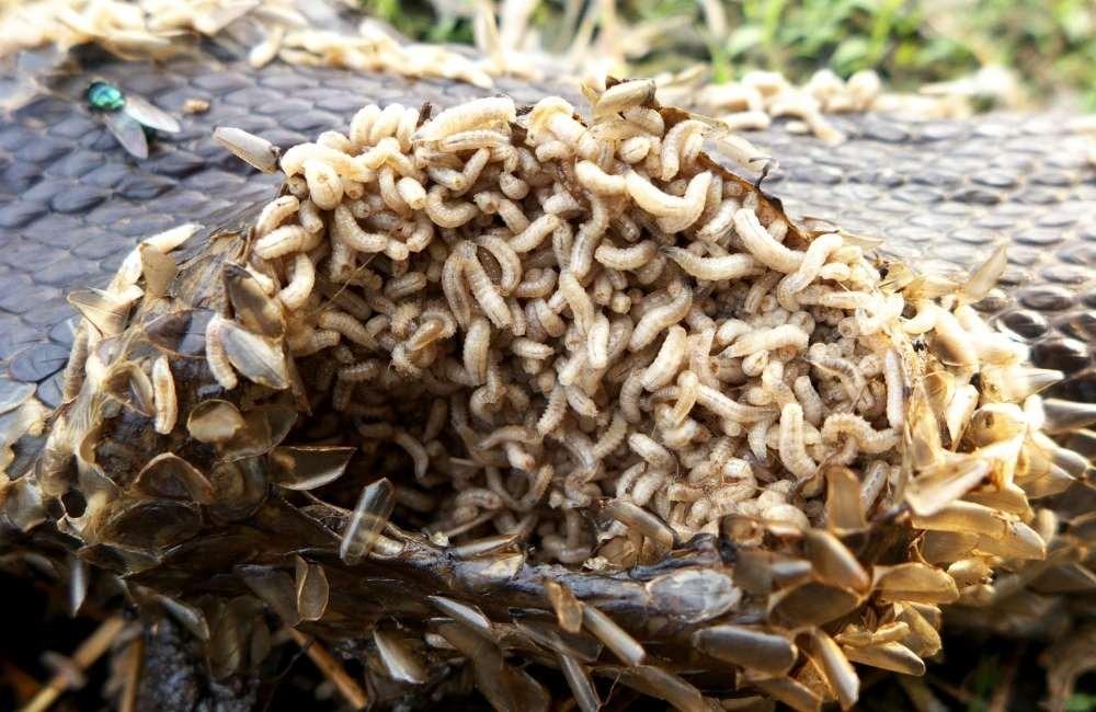 蛆怎麼清除最有效？3步驟快速處理不留後患