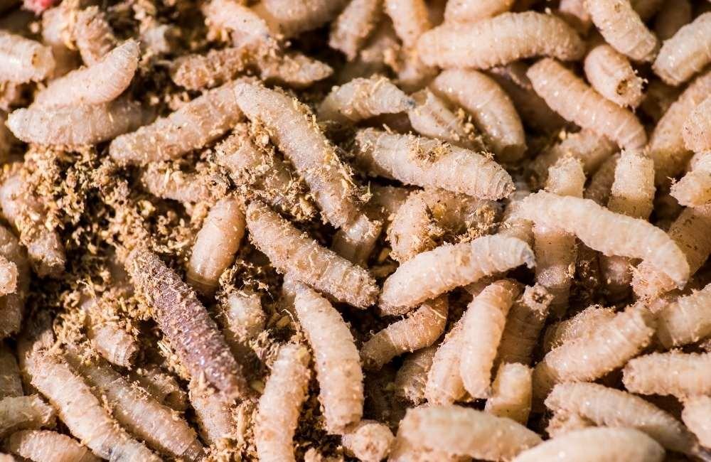 蛆從哪來？家中出現蛆的原因、清除方法與防止再發一次搞懂