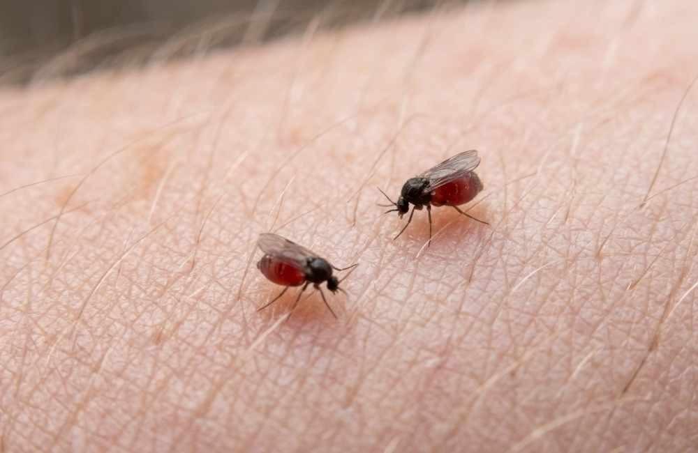 關鍵破解一：精準阻斷繁殖循環