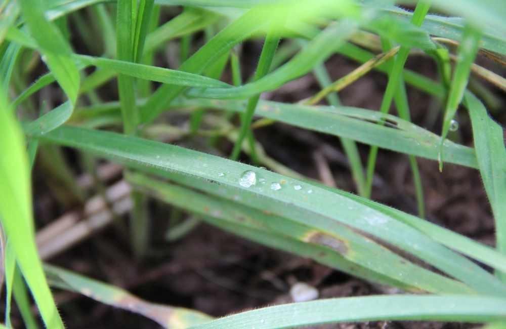 關鍵破解二：徹底鏟除隱蔽棲地