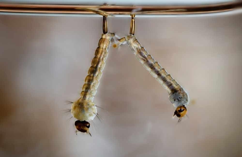 昆蟲生長調節劑怎麼選？富粒多、穩無蠓、駐樂寶實用比較