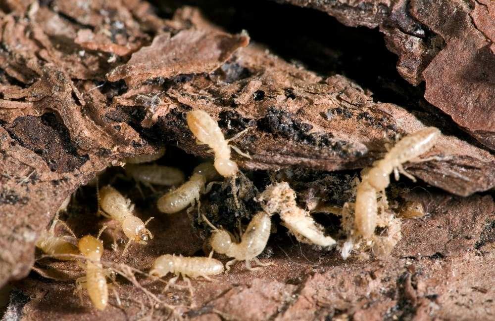 除了登革熱病媒蚊,南部夏季還有哪些常見蟲害?