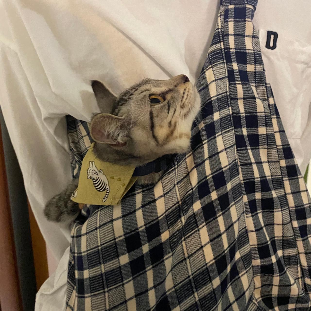 大學生必備藍格背袋