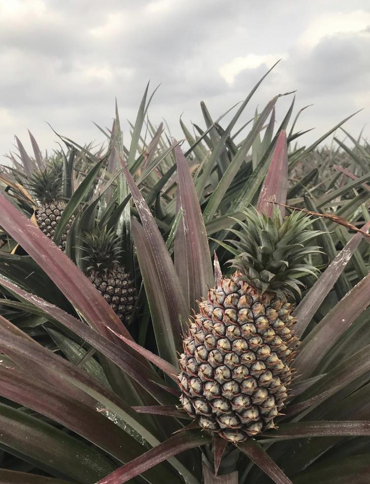 金鑽鳳梨,產地直銷
