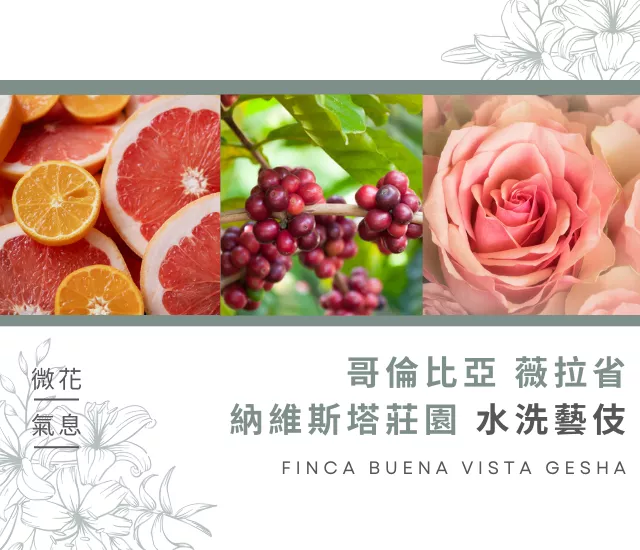 哥倫比亞 薇拉省 納維斯塔莊園 水洗藝伎 Colombia Huila Finca Buena Vista Geisha Washed