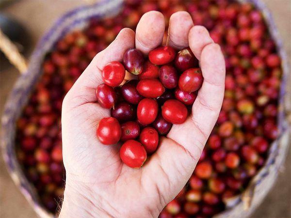 哥倫比亞 薇拉省 納維斯塔莊園 水洗藝伎 Colombia Huila Finca Buena Vista Geisha Washed