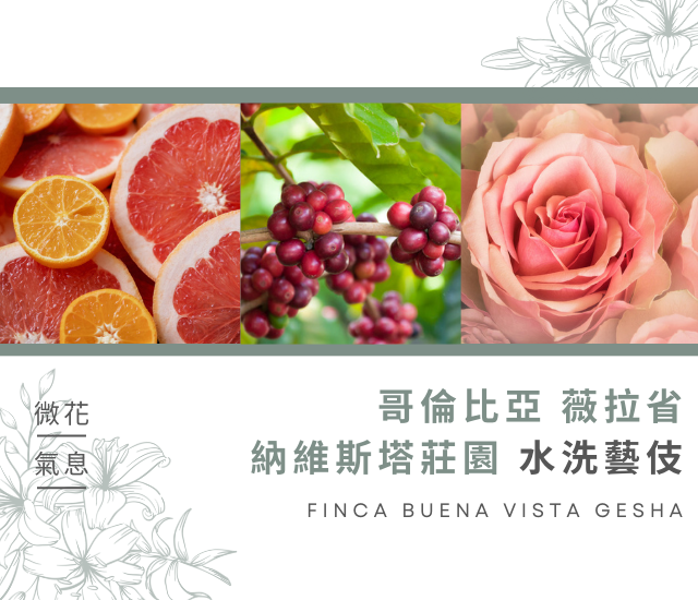 哥倫比亞 薇拉 納維斯塔莊園 藝伎Colombia Huila Finca Buena Vista Geisha Washed