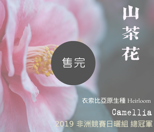 山茶花- 2019 非洲競賽 日曬組 總冠軍 (熱沖)