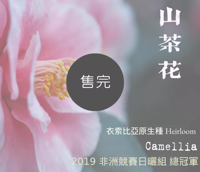 山茶花- 2019 非洲競賽 日曬組 總冠軍 (熱沖)