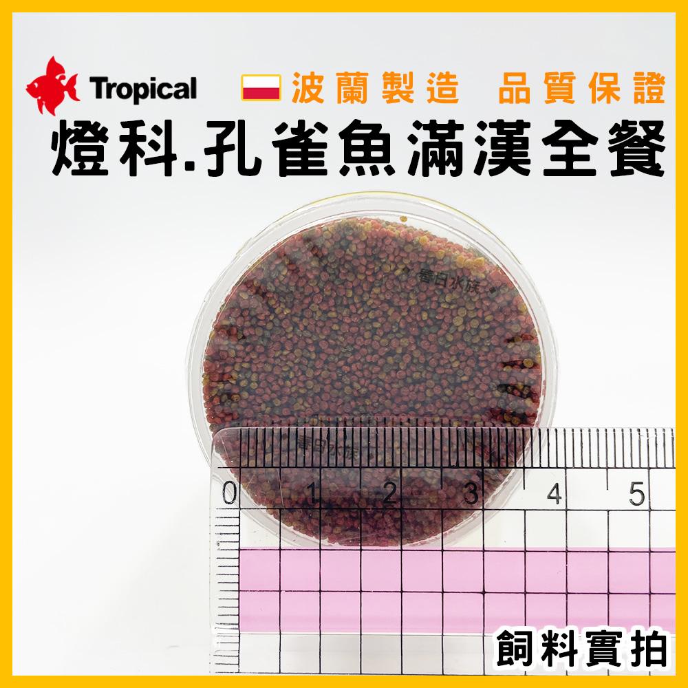 德比克 燈科.孔雀魚滿漢大餐(浮水性) 孔雀魚 燈魚 斑馬魚 小型魚 短鯛 慈鯛 鬥魚 Tropical