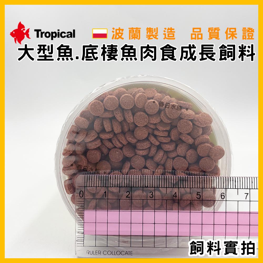 Tropical 大型魚 底棲魚肉食成長飼料 魟魚飼料 恐龍飼料 孔龍 肉食 異形 鼠魚 德比克